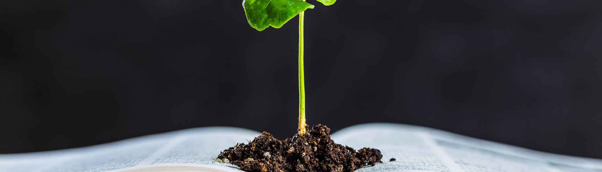 本と植物