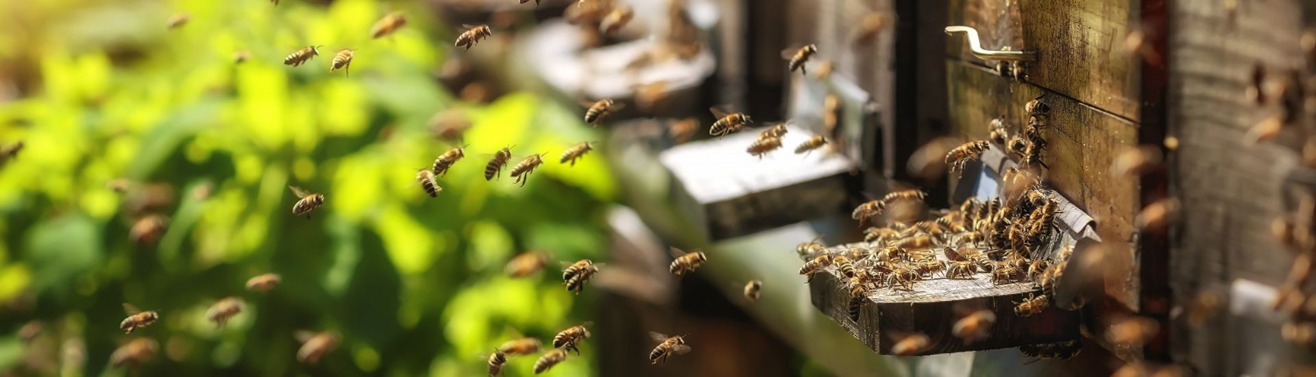 Hives in an apiary with bees flying to the landing boards in a g