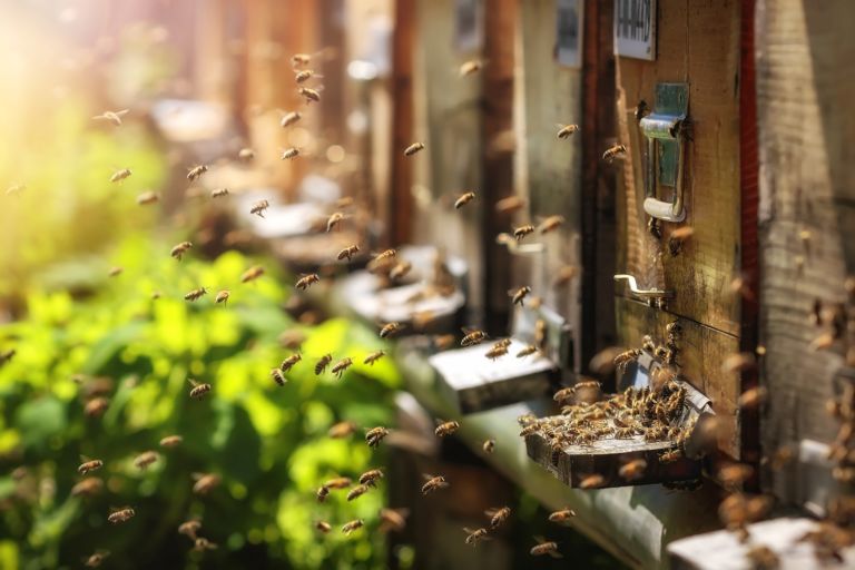 Hives in an apiary with bees flying to the landing boards in a g