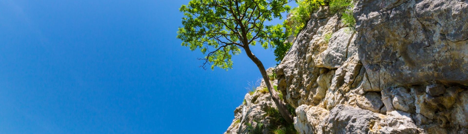 Lonely tree in spring, hanging from rocks in the mountains, isolated on clear background