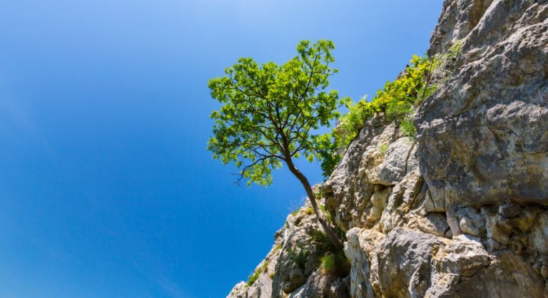 Lonely tree in spring, hanging from rocks in the mountains, isolated on clear background