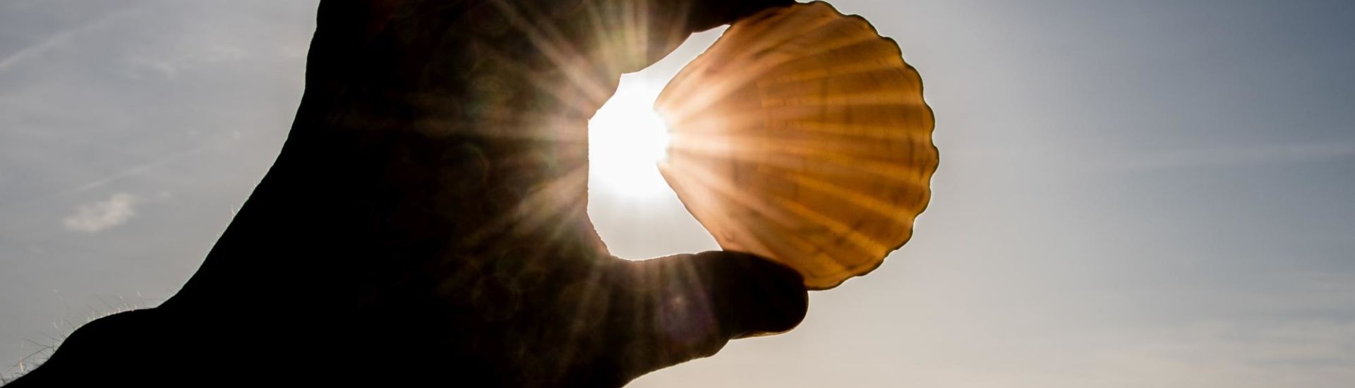 Jacobsmuschel in der Hand im Gegenlicht