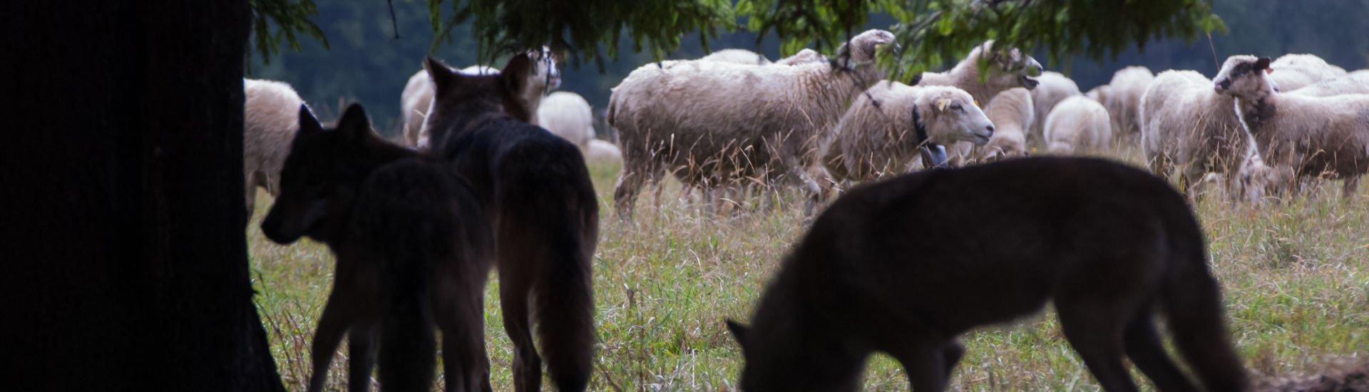 Wolf pack hunting sheep
