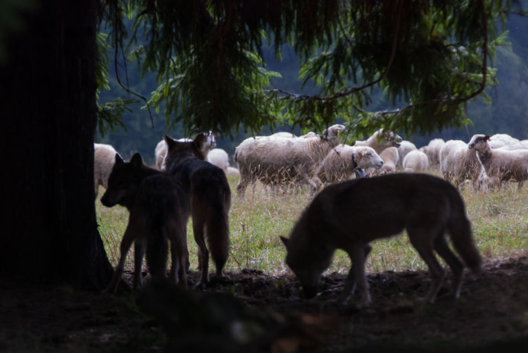 Wolf pack hunting sheep