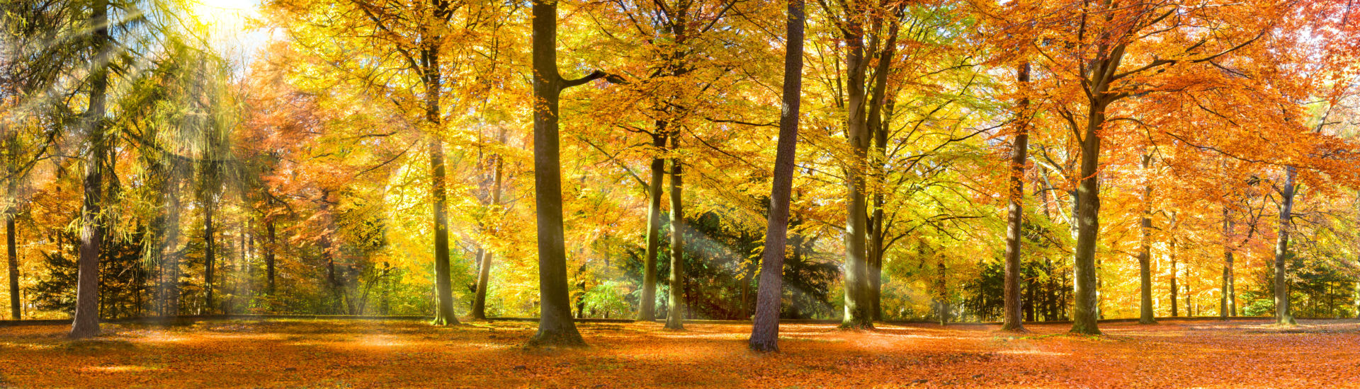 Bunter Herbstwald im Sonnenlicht