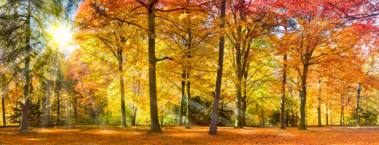 Bunter Herbstwald im Sonnenlicht