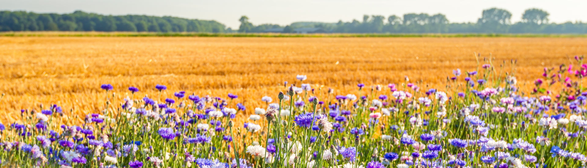Colorful field margin on the edge of a stubble field
