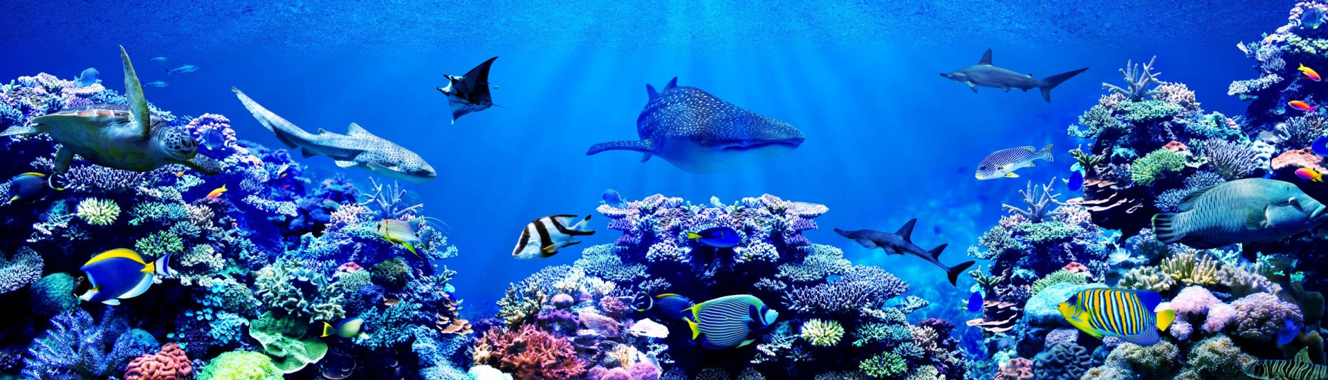Panorama background of beautiful coral reef with marine tropical fish. Whale shark, Hammerhead shark, Zebra shark and sea turtle visited here