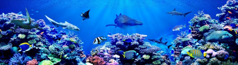 Panorama background of beautiful coral reef with marine tropical fish. Whale shark, Hammerhead shark, Zebra shark and sea turtle visited here