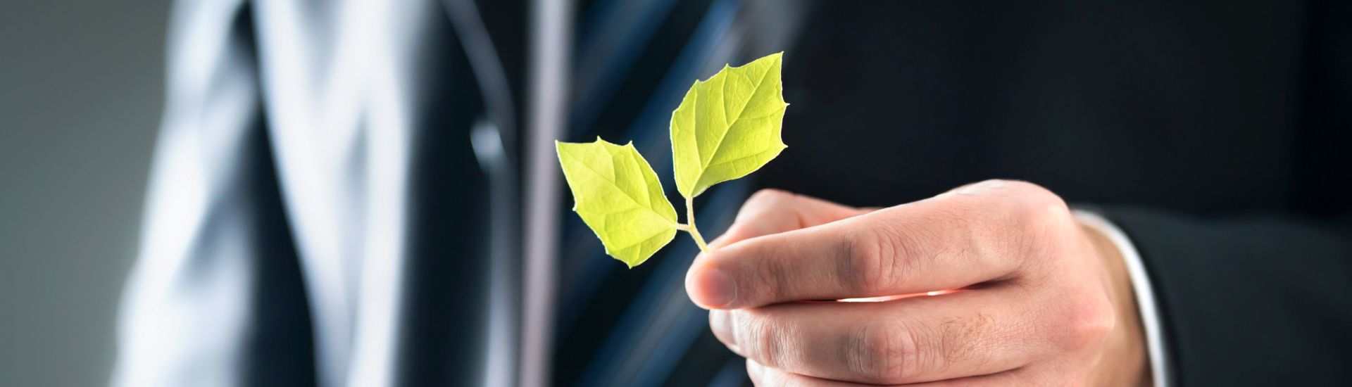 Environmental lawyer or politician with nature and environment friendly values. Business man in suit holding green leafs. Sustainable development, climate change, global warming and conservation.