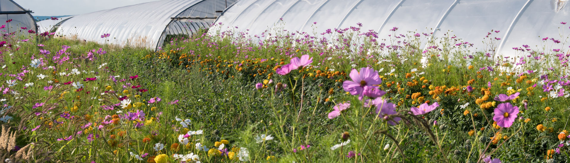 Bunte Blumen in Wiese vor Glashaus