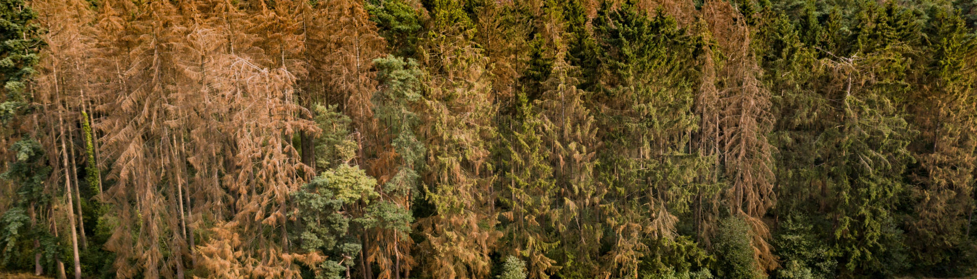 Waldstück mit sterbenden Bäumen im Harz