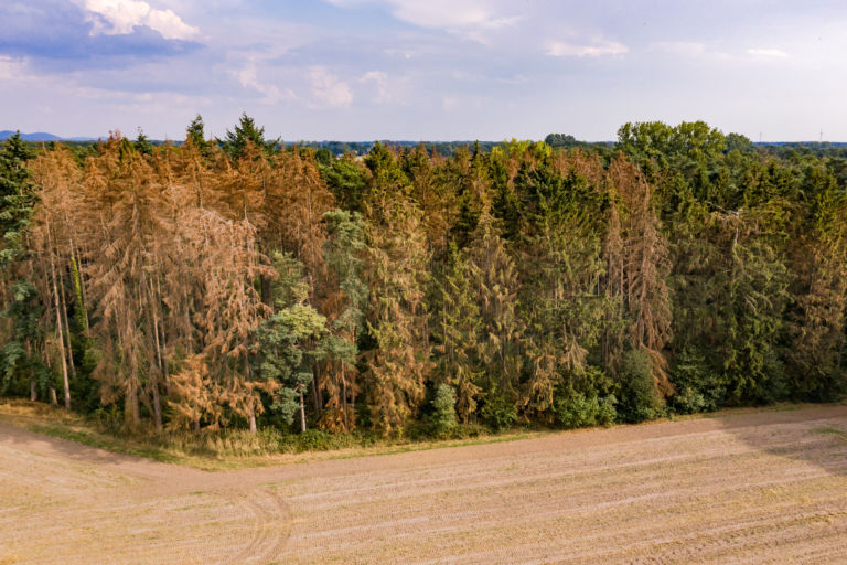 Waldstück mit sterbenden Bäumen im Harz