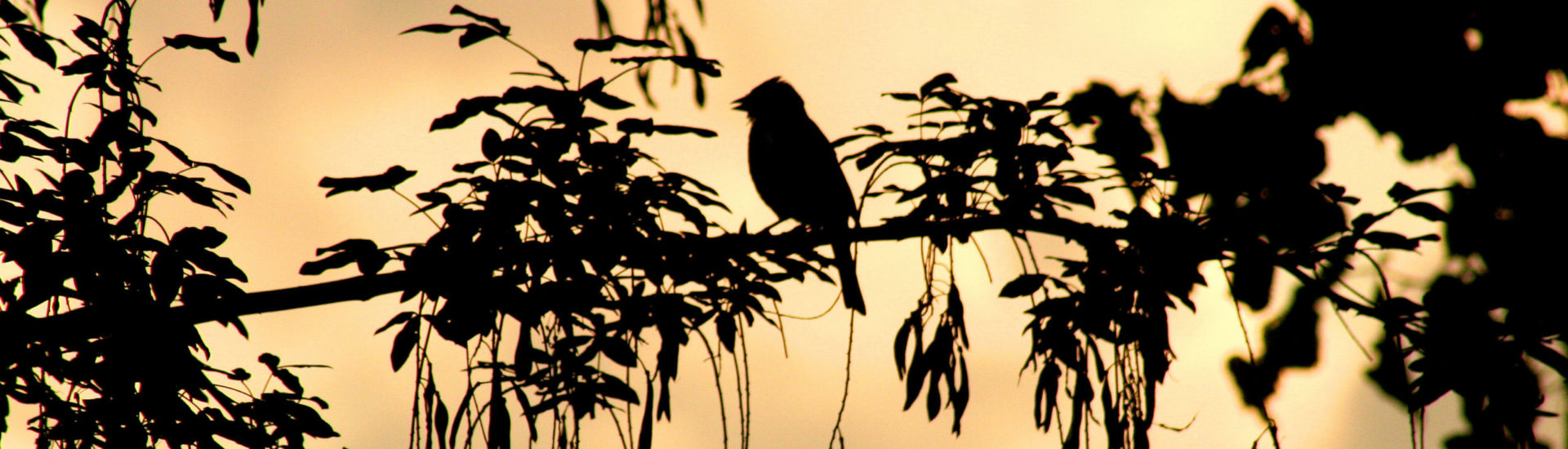 bird on a branch