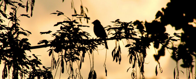 bird on a branch