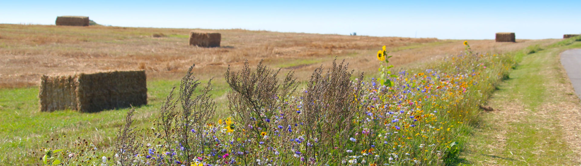 Biodiversity conservation – wildflower borders along farm fields to support pollinators and other wildlife (Jutland, Denmark)