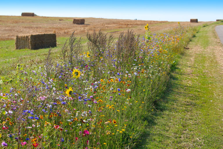 Biodiversity conservation – wildflower borders along farm fields to support pollinators and other wildlife (Jutland, Denmark)