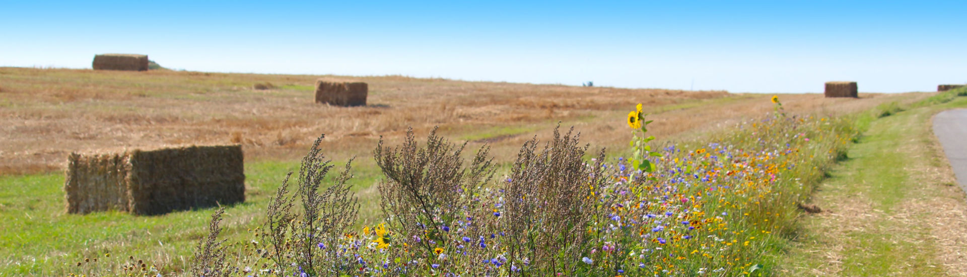 Biodiversity conservation – wildflower borders along farm fields to support pollinators and other wildlife (Jutland, Denmark)
