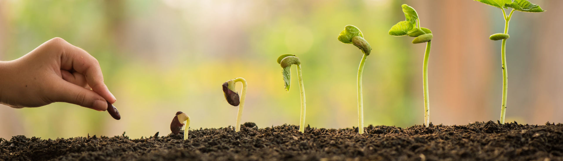 hand holding and caring a green plant over lighting background,