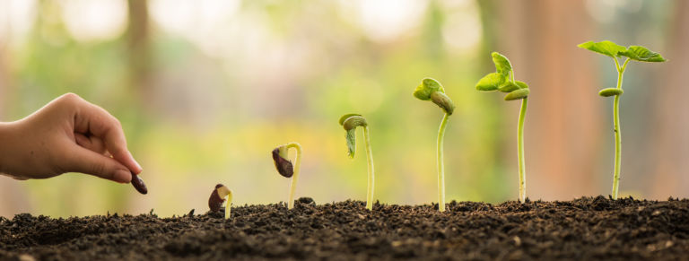 hand holding and caring a green plant over lighting background,