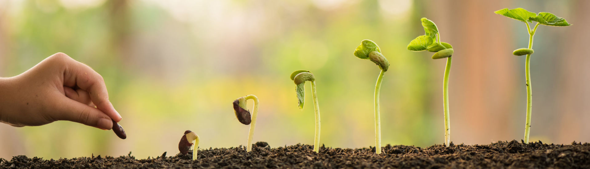 hand holding and caring a green plant over lighting background,