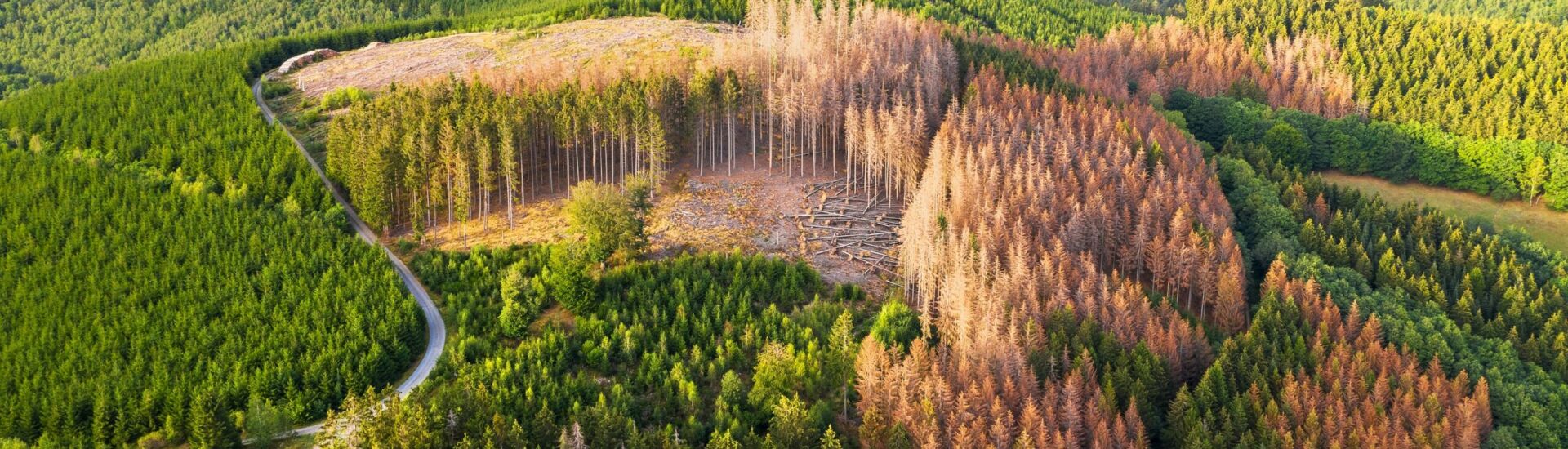 green forest hills with bark beetle dead needle trees from above