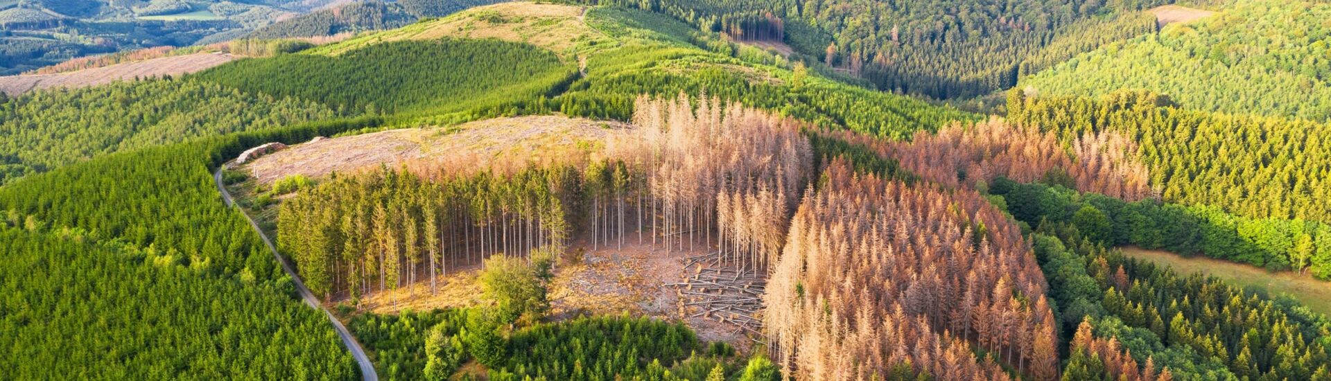 green forest hills with bark beetle dead needle trees from above
