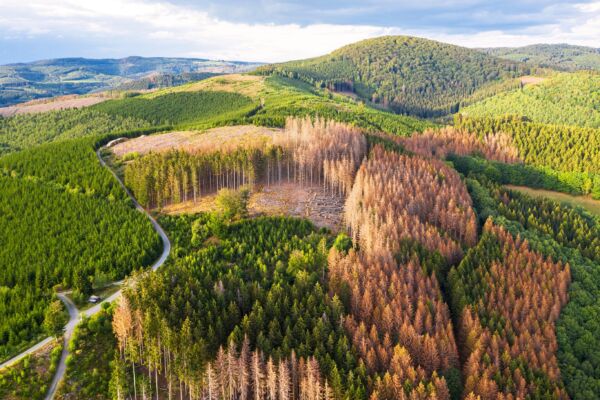 green forest hills with bark beetle dead needle trees from above