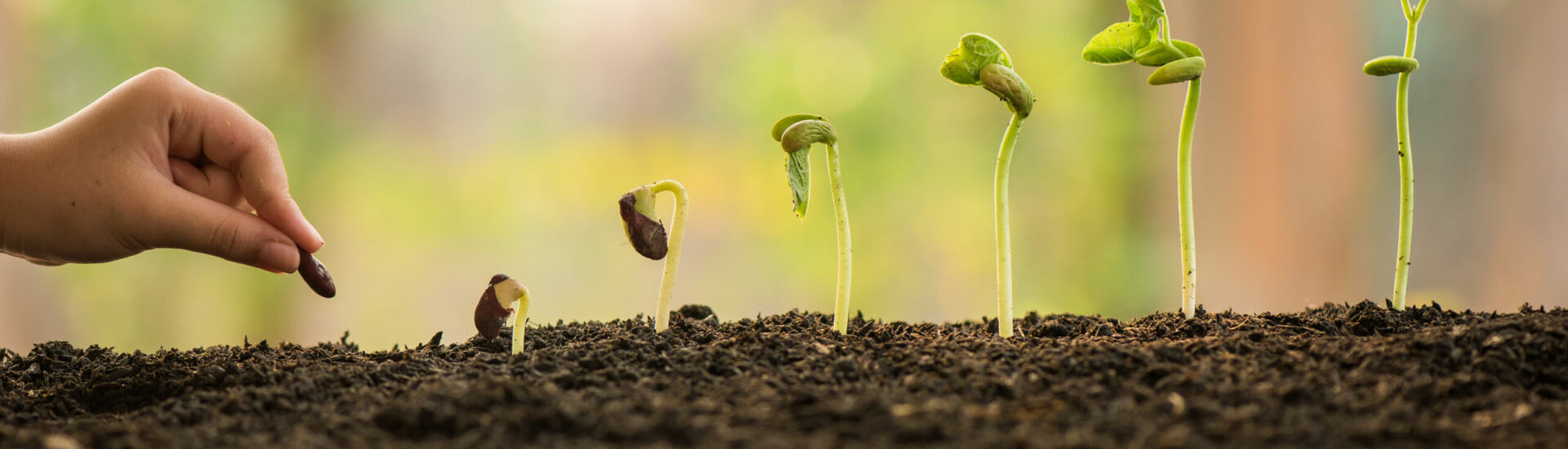 hand holding and caring a green plant over lighting background,