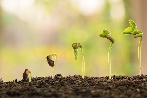 hand holding and caring a green plant over lighting background,