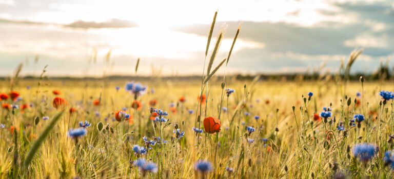 Mohnblumen, Feld