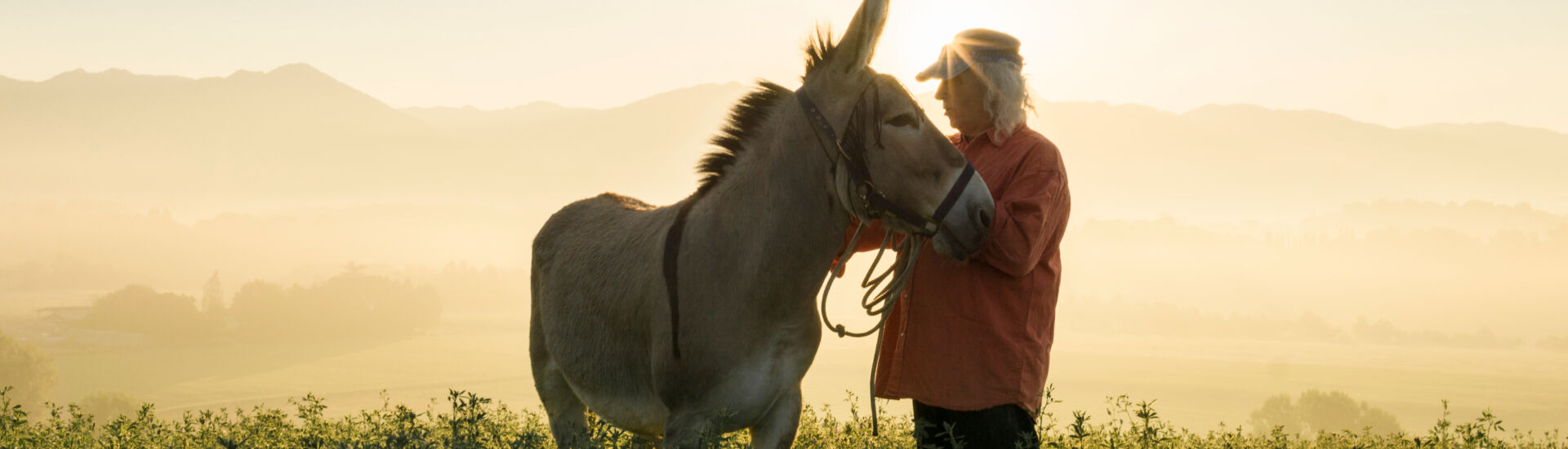 Italy, Tuscany, Borgo San Lorenzo, senior man standing with donkey in field at sunrise above rural landscape