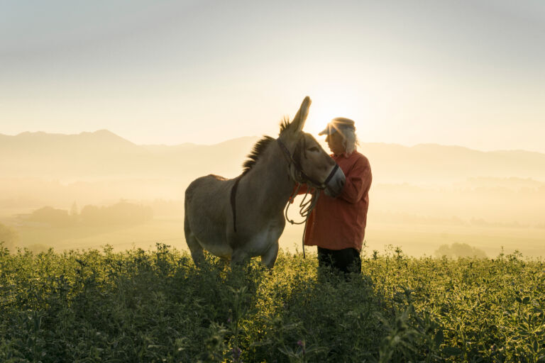 Italy, Tuscany, Borgo San Lorenzo, senior man standing with donkey in field at sunrise above rural landscape