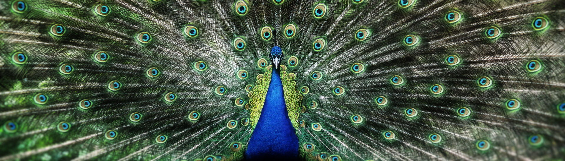 Portrait of beautiful peacock with feathers out
